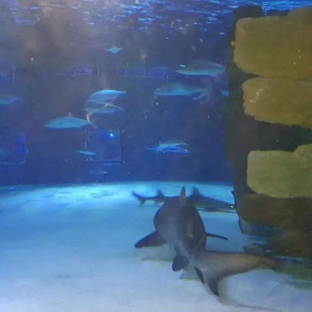 Granada Luxury 800м от пляжа клеопатра 公寓式酒店